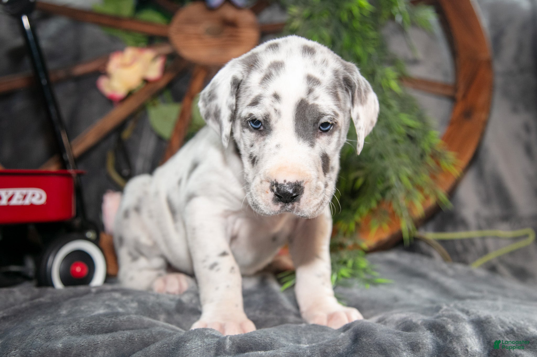 Great Dane dogs Honey - Ad 2