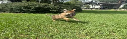 German Shepherd dogs for sale: Delilah - Ad 86