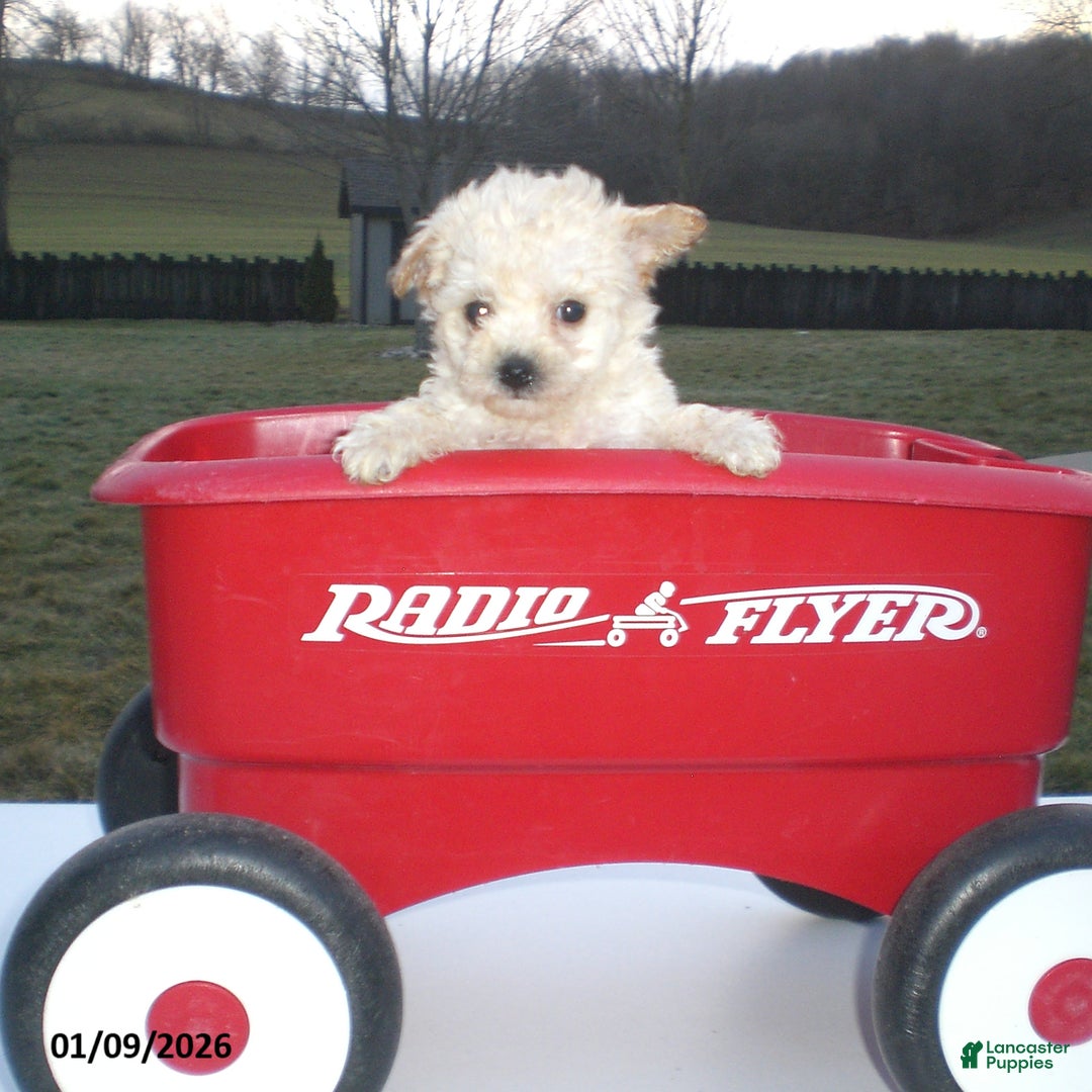 Yorkiepoo dogs for sale: Kelly - Ad 5