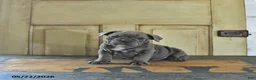 English Bulldog dogs for sale: Tilly - Ad 5