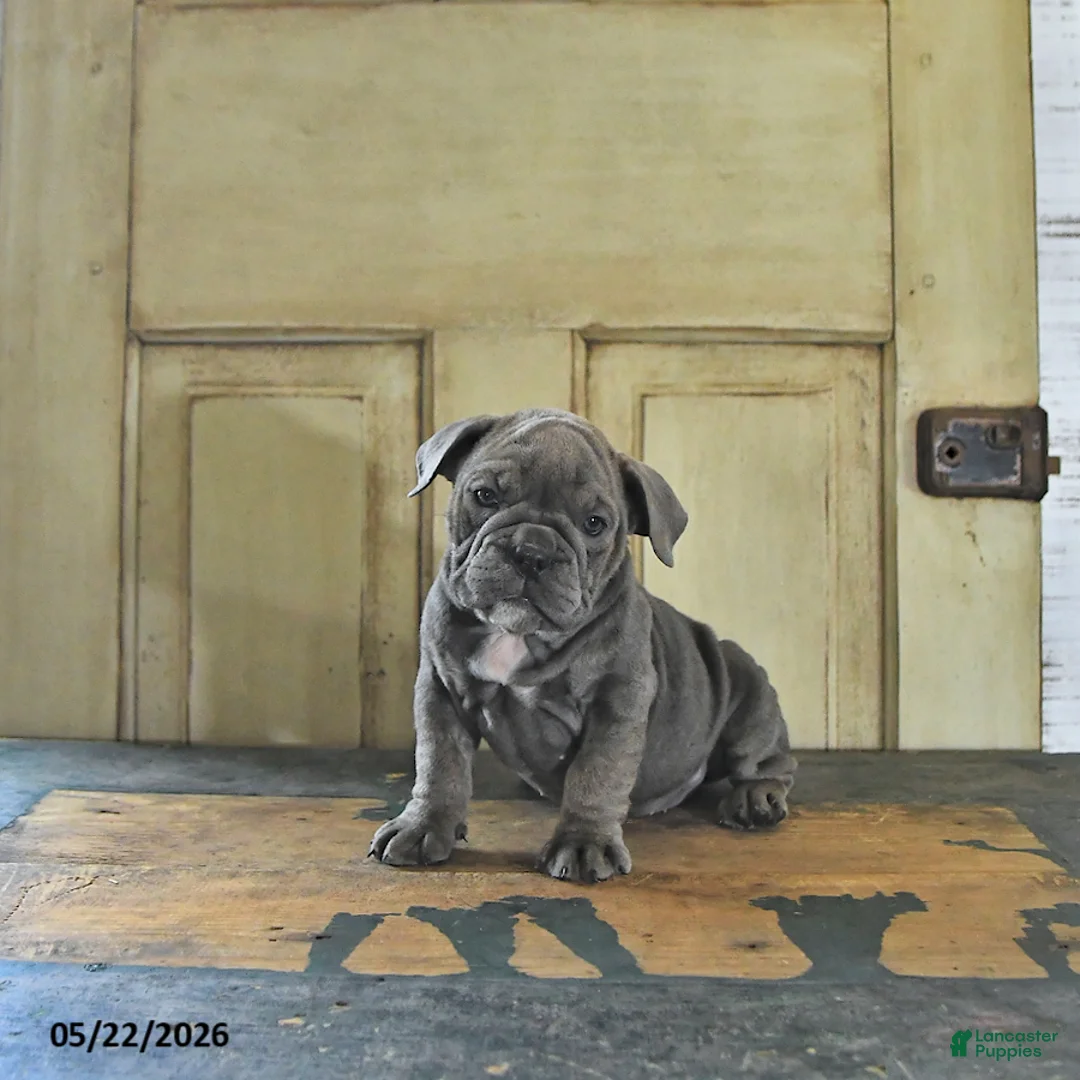English Bulldog dogs for sale: Tilly - Ad 5