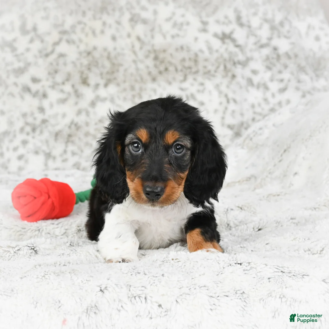 Miniature Dachshund dogs for sale: Charlie - Ad 4