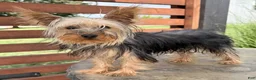 Yorkshire Terrier dogs for sale: Rio - Ad 4