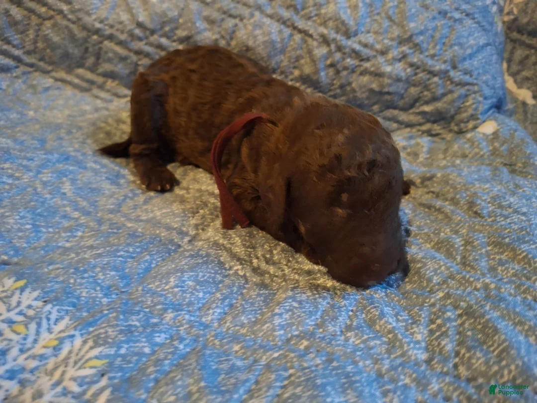 Labradoodle dogs for sale: Guava - Ad 7