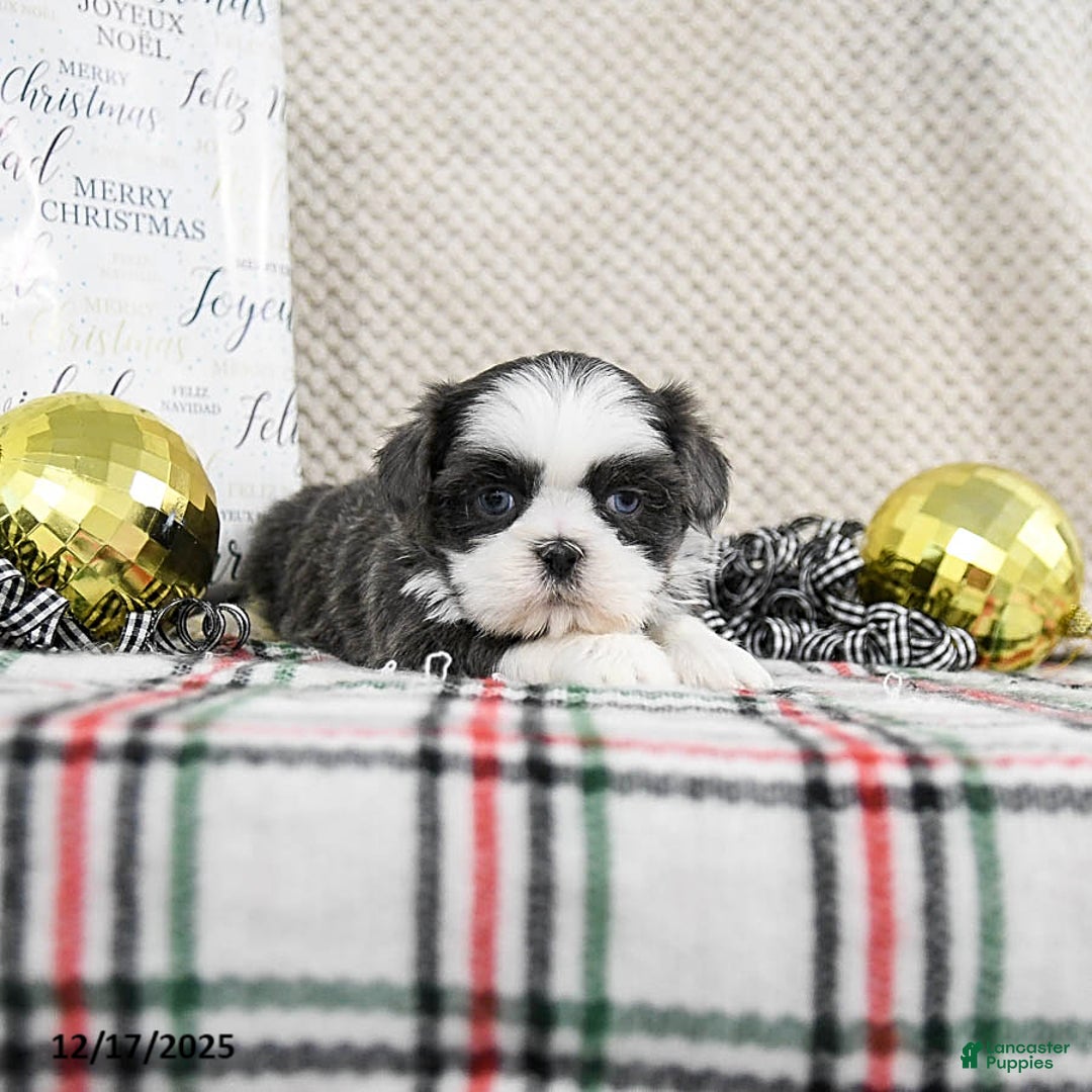 Shih Tzu dogs for sale: Snickers - Ad 3