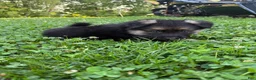 German Shepherd dogs for sale: Bear - Ad 4