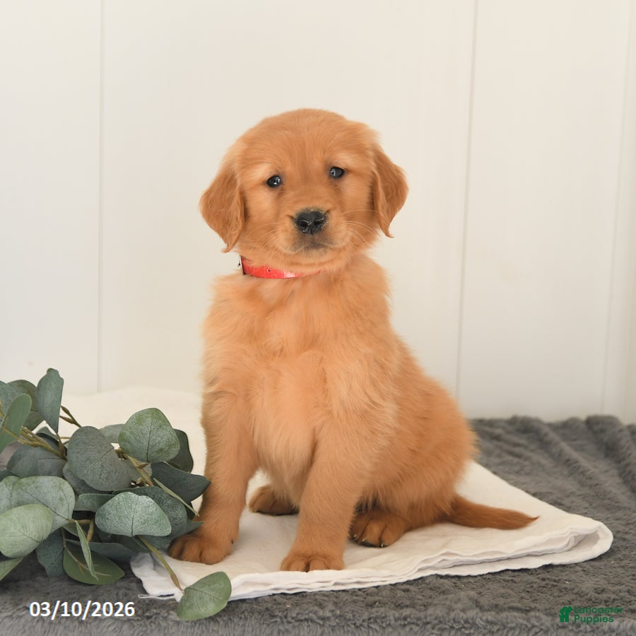 Golden Retriever dogs Malcolm - Ad 1