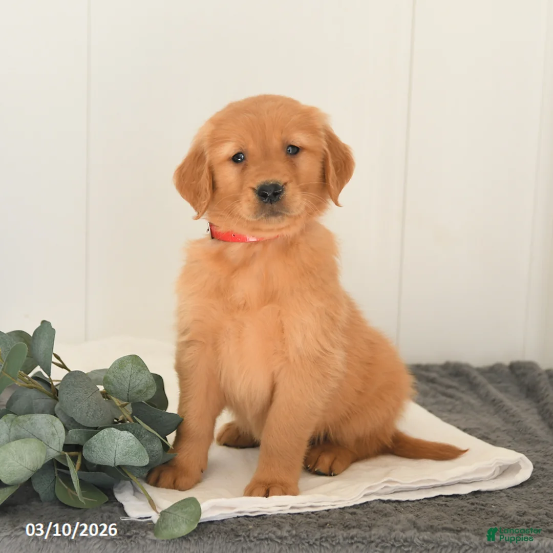 Golden Retriever dogs for sale: Malcolm - Ad 1