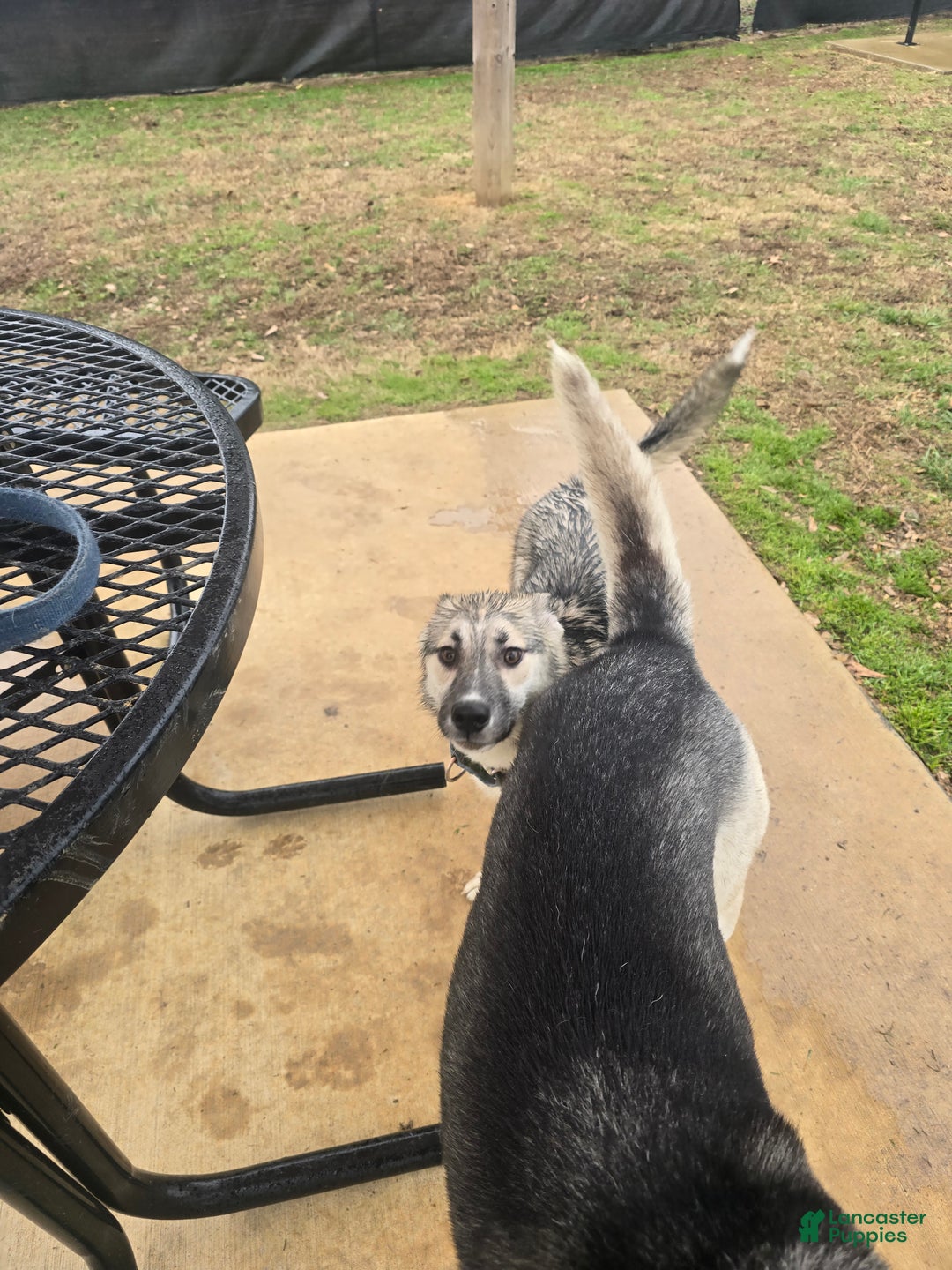 Gerberian Shepsky dogs for sale: Buddy - Ad 5