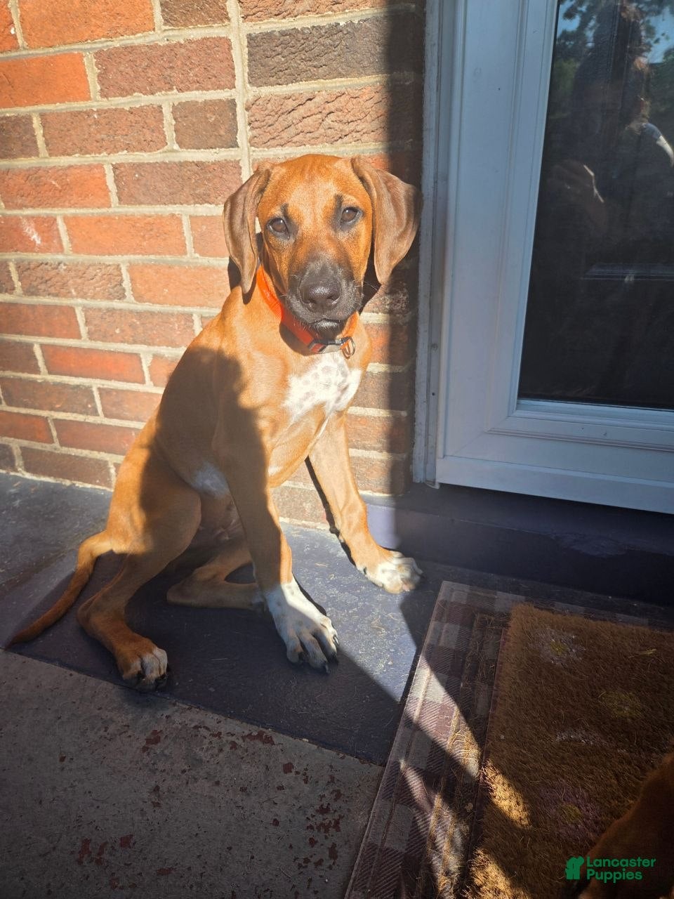 Rhodesian Ridgeback dogs Clyde - Ad 2