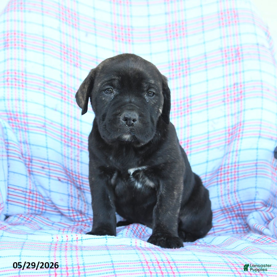 Cane Corso dogs Sadie - Ad 1
