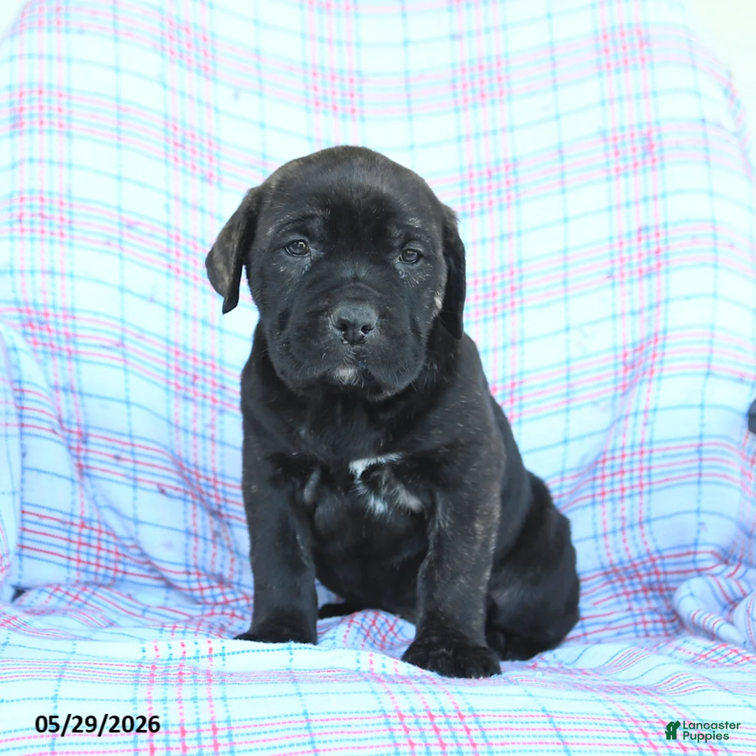 Cane Corso dogs for sale: Sadie - Ad 1