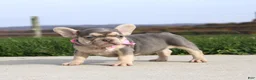 French Bulldog dogs for sale: Pumpkin - Ad 5