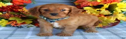 Cavapoo dogs for sale: Hank - Ad 5
