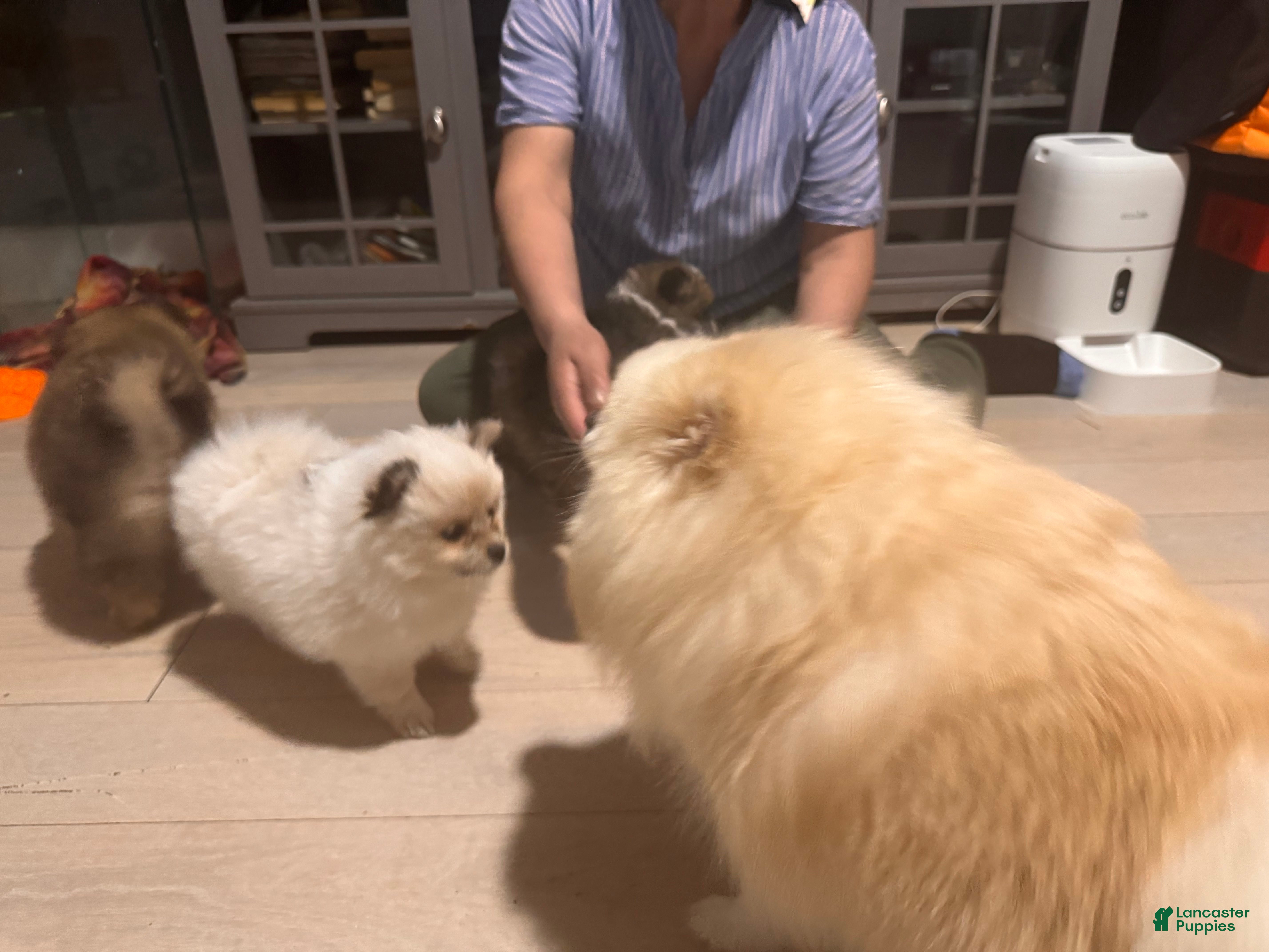 Pomeranian dogs High-White Parti - Ad 2