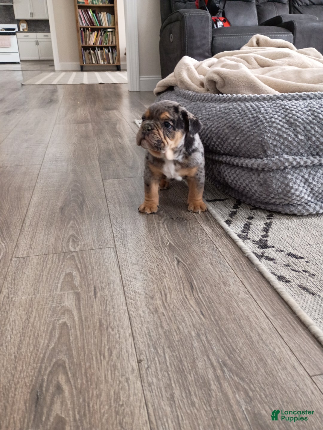 Olde English Bulldogge dogs for sale: Olde English Bulldogge Puppy 1 - Ad 2