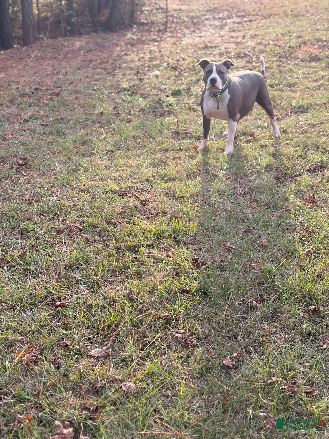 Mixed Breed dogs for sale: Mixed Breed Puppy 6 - Ad 5