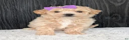 Bichpoo dogs for sale: Darla  - Ad 13