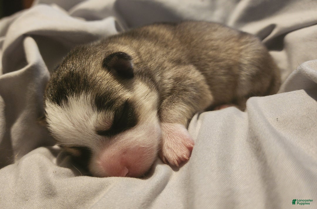 Pomsky dogs for sale: Pomsky Puppy 2 - Ad 5