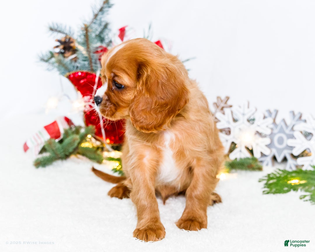 Cavalier King Charles Spaniel dogs for sale: Candy Cane - Ad 9