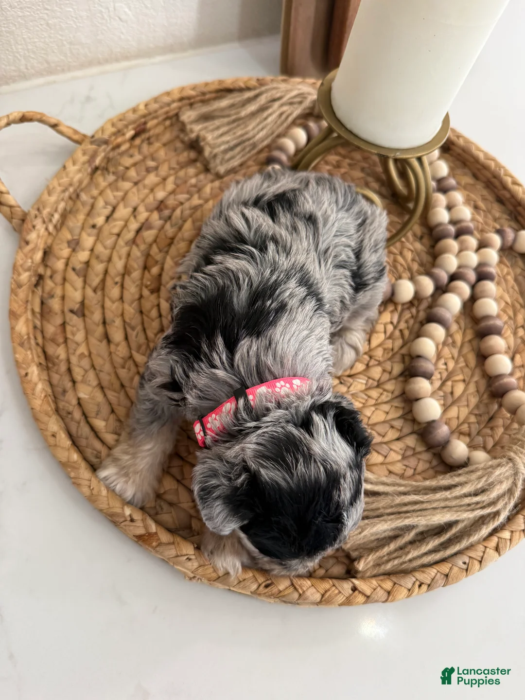 Miniature Schnauzer dogs for sale: Strawberry  - Ad 2