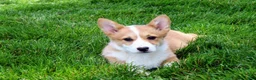 Welsh Corgi Pembroke dogs for sale: Olive(triple clear) AKC - Ad 10