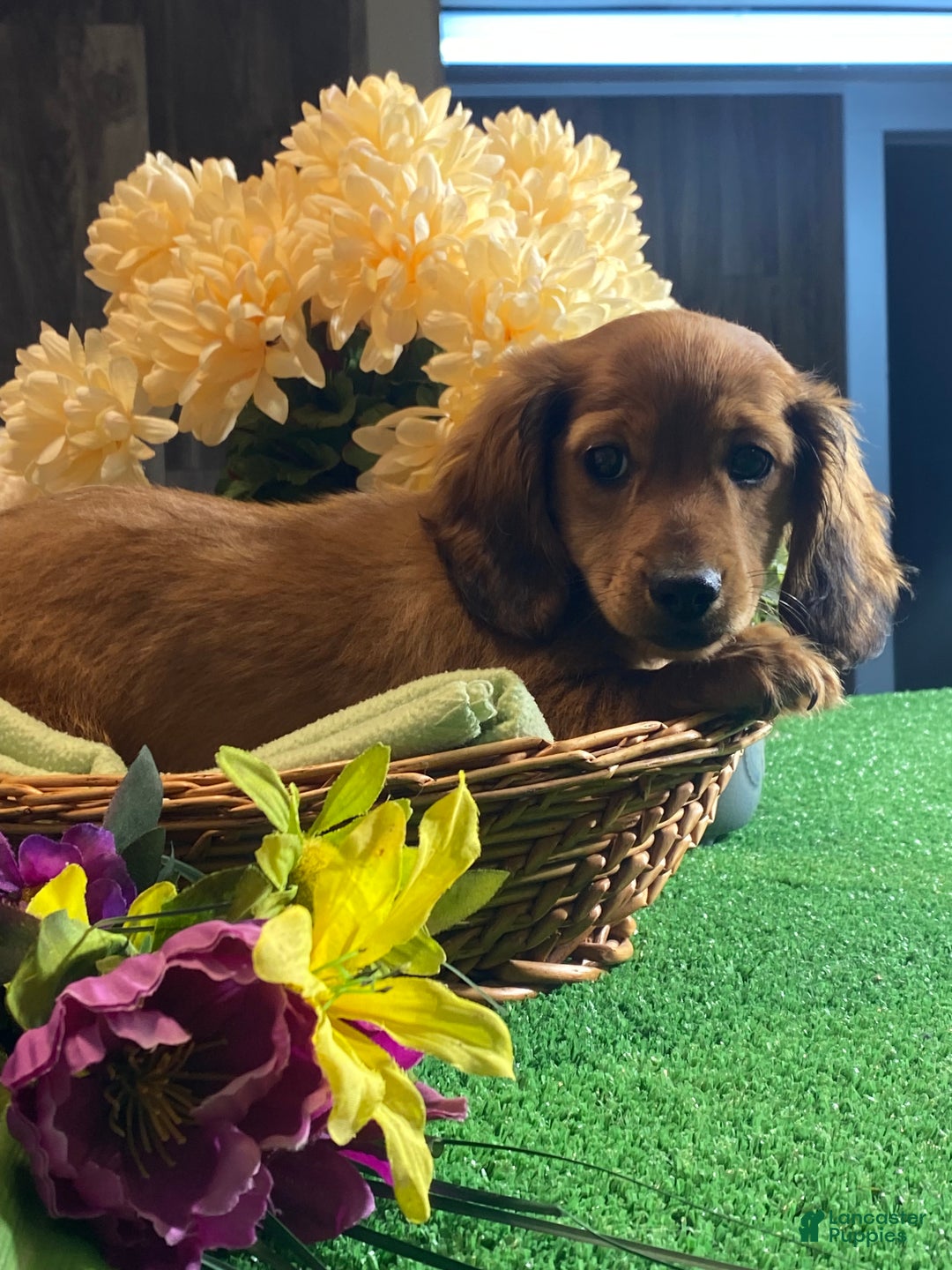 Dachshund dogs for sale: Daisy  - Ad 3