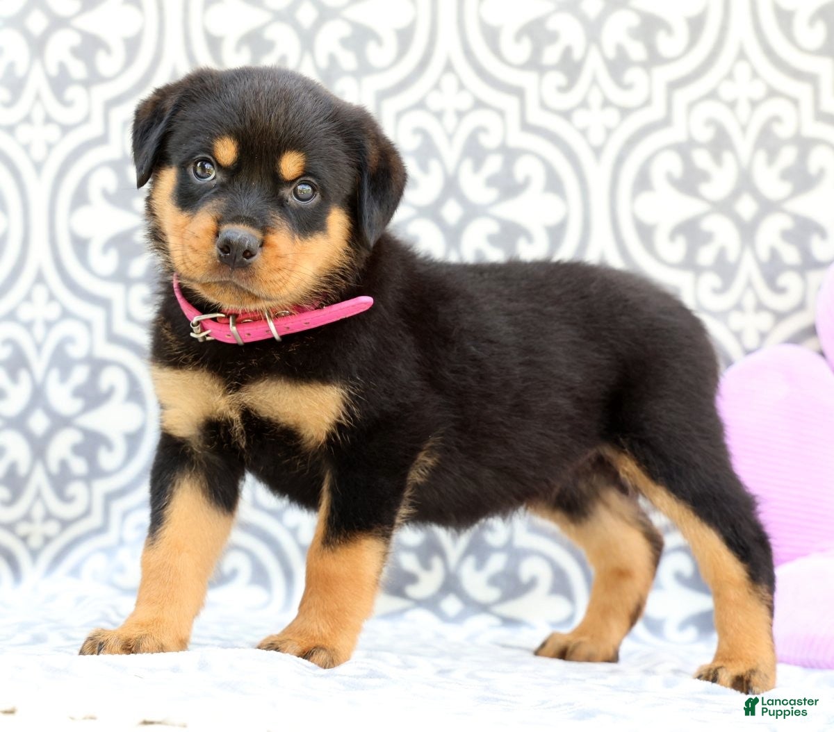 Rottweiler dogs Shirley - Ad 1