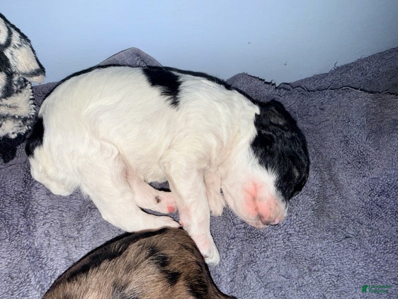 Cockapoo dogs Boy 1 - Ad 1