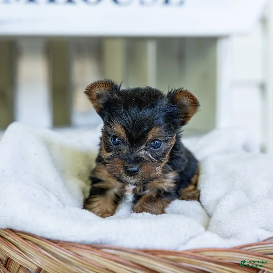 Yorkshire Terrier dogs for sale: Rick (Teacup) - Ad 2