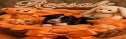 Bernedoodle dogs for sale: Reesah - Ad 1