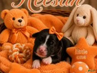 Bernedoodle dogs Reesah - Ad 23