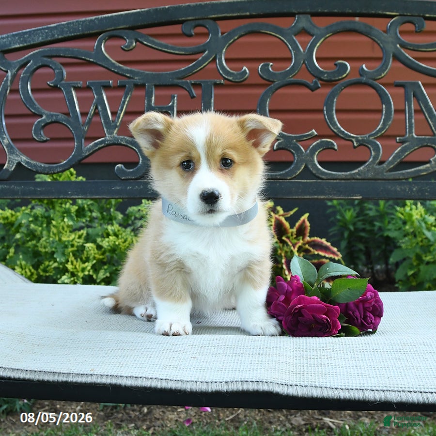 Welsh Corgi Pembroke dogs Ranae - Ad 1