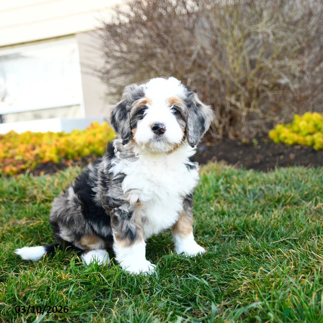 Mini Bernedoodle dogs for sale: Dixie - Ad 3