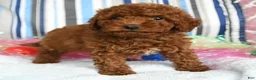 Miniature Poodle dogs for sale: Cocoa - Ad 3