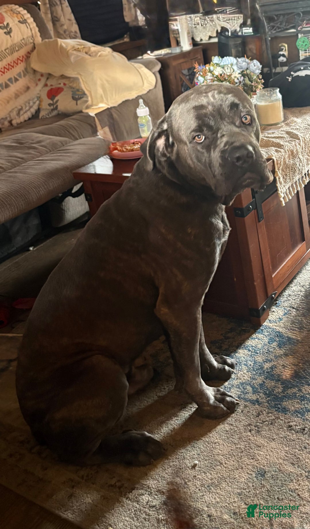 Mixed Breed dogs for sale: Red - Ad 3