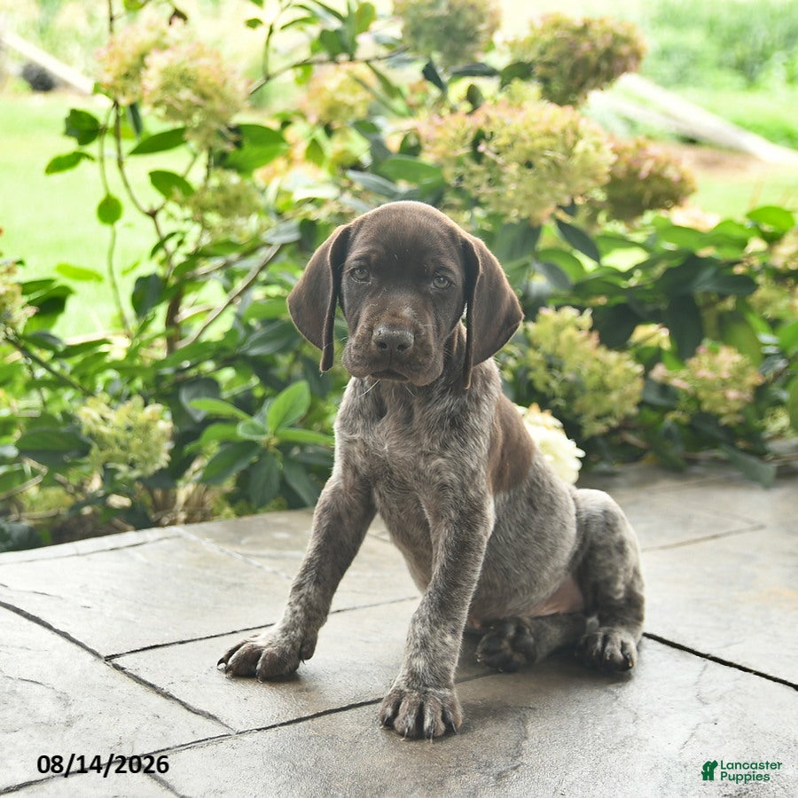 German Shorthaired Pointer dogs Dover  - Ad 1