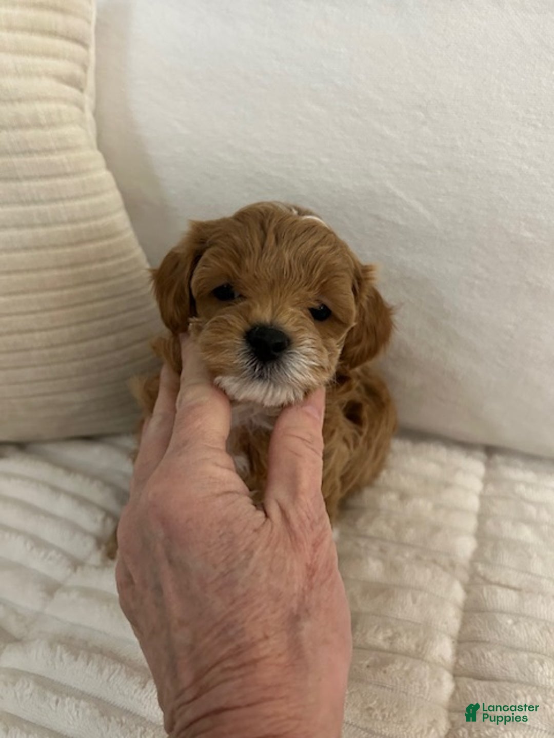 Maltipoo dogs for sale: Maltipoo Ralph - Ad 2
