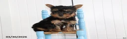 Yorkshire Terrier dogs for sale: Captain - Ad 3