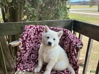 German Shepherd dogs Sasha - Ad 4