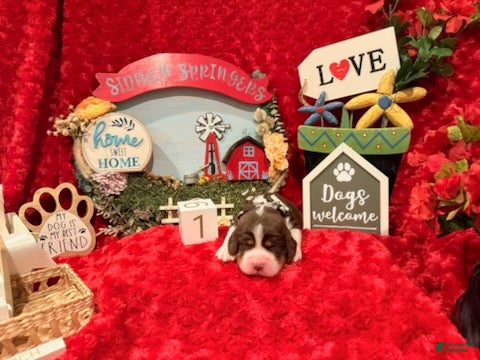 English Springer Spaniel dogs for sale: Silver collar - Ad 2
