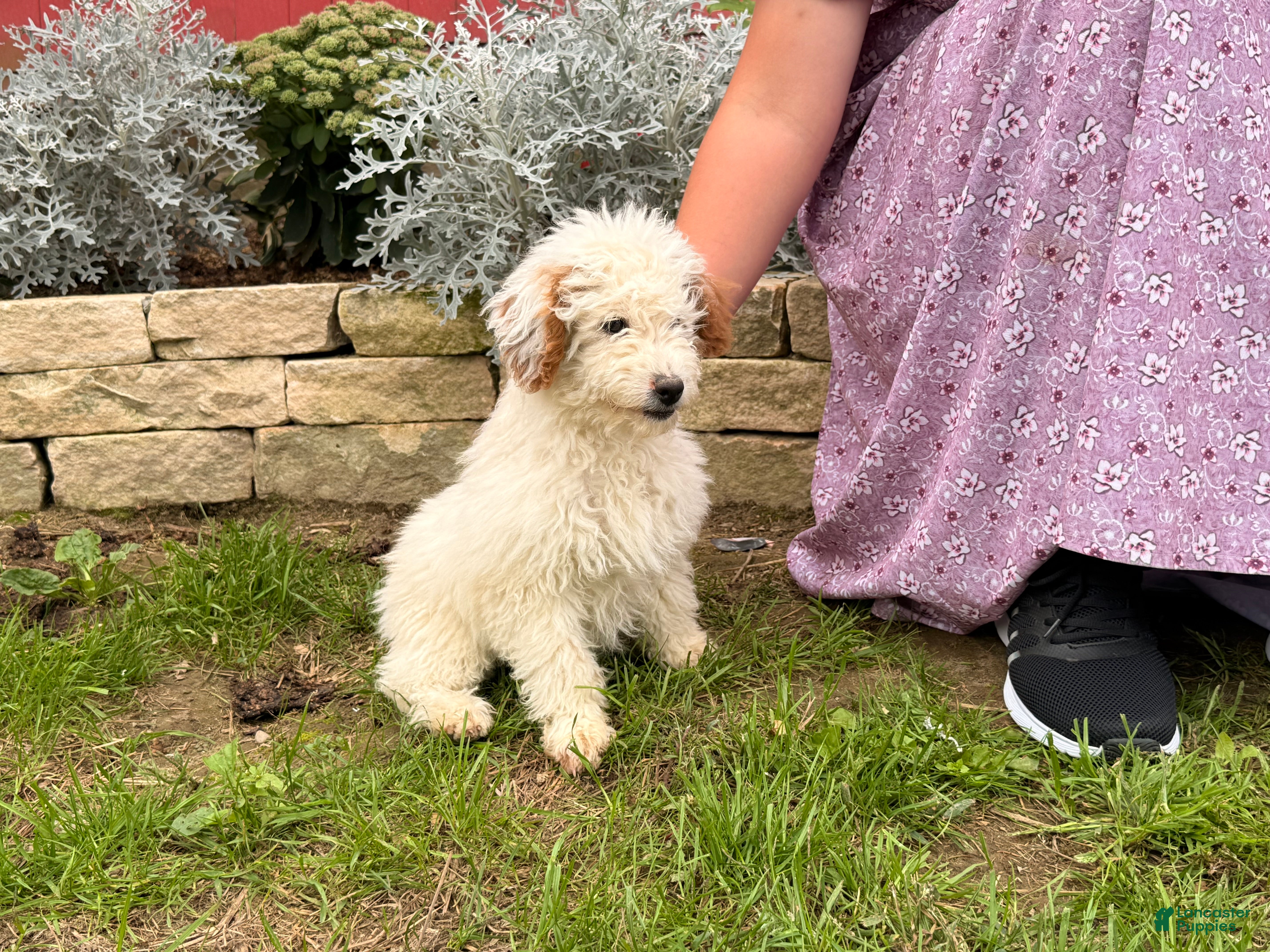 Mini Goldendoodle dogs Donna - Ad 1