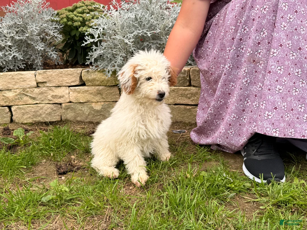 Mini Goldendoodle dogs for sale: Donna - Ad 1