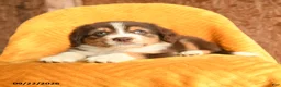 Mixed Breed dogs for sale: Finn - Ad 3