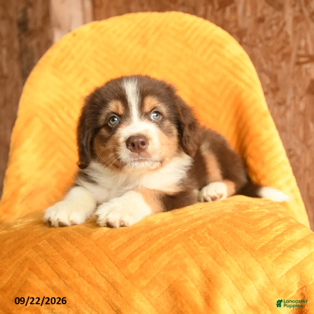 Mixed Breed dogs for sale: Finn - Ad 3