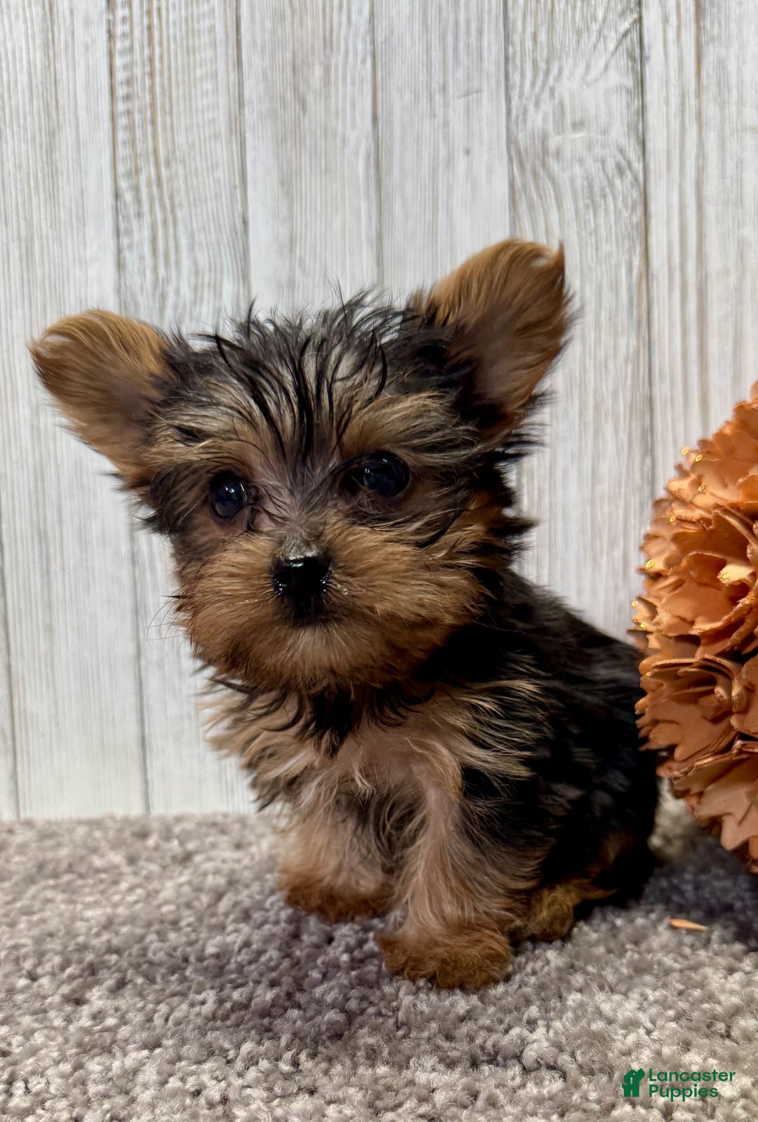 Yorkiepoo dogs for sale: Titan - Ad 5