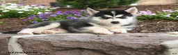Pomsky dogs for sale: Thor - Ad 3
