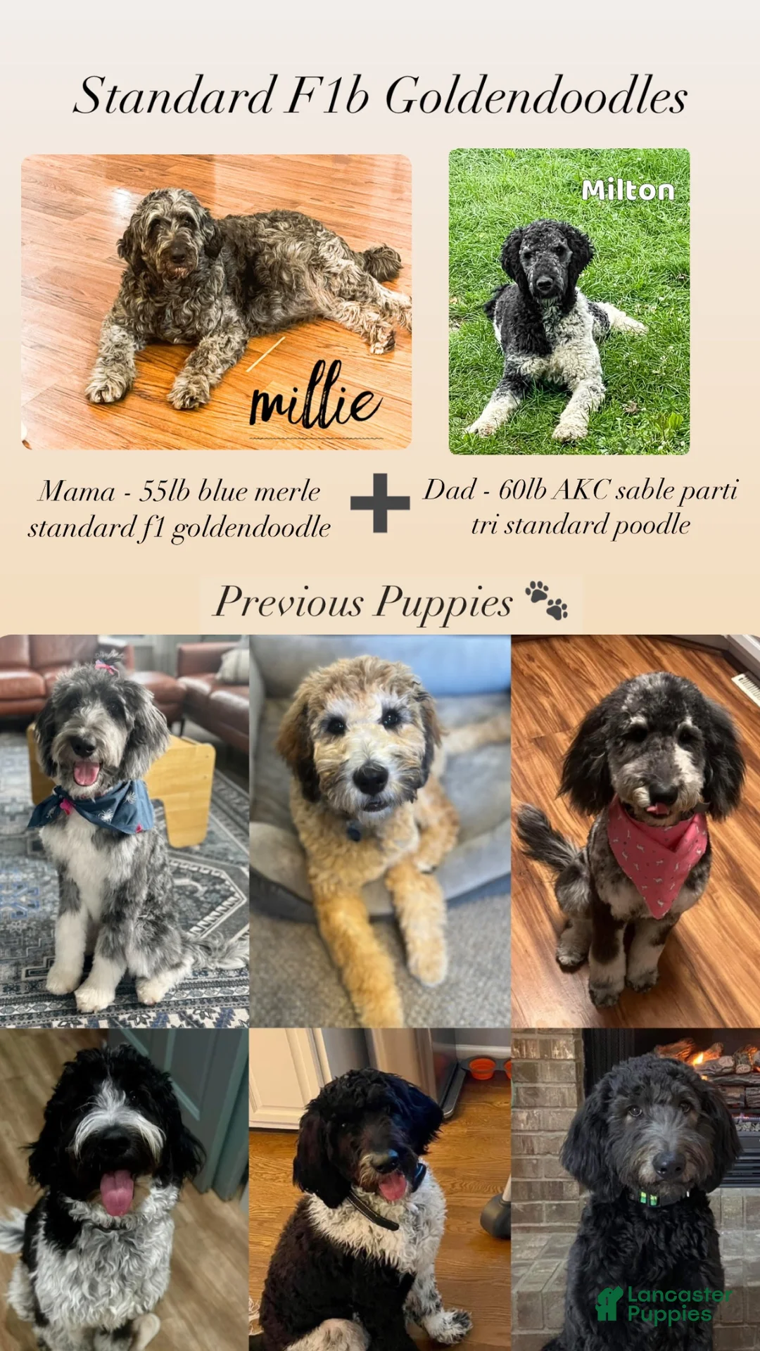 Goldendoodle dogs for sale: Maybach - Standard F1b - Ad 6