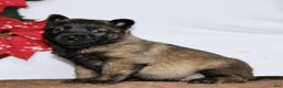 Belgian Malinois dogs for sale: Alexa  - Ad 2