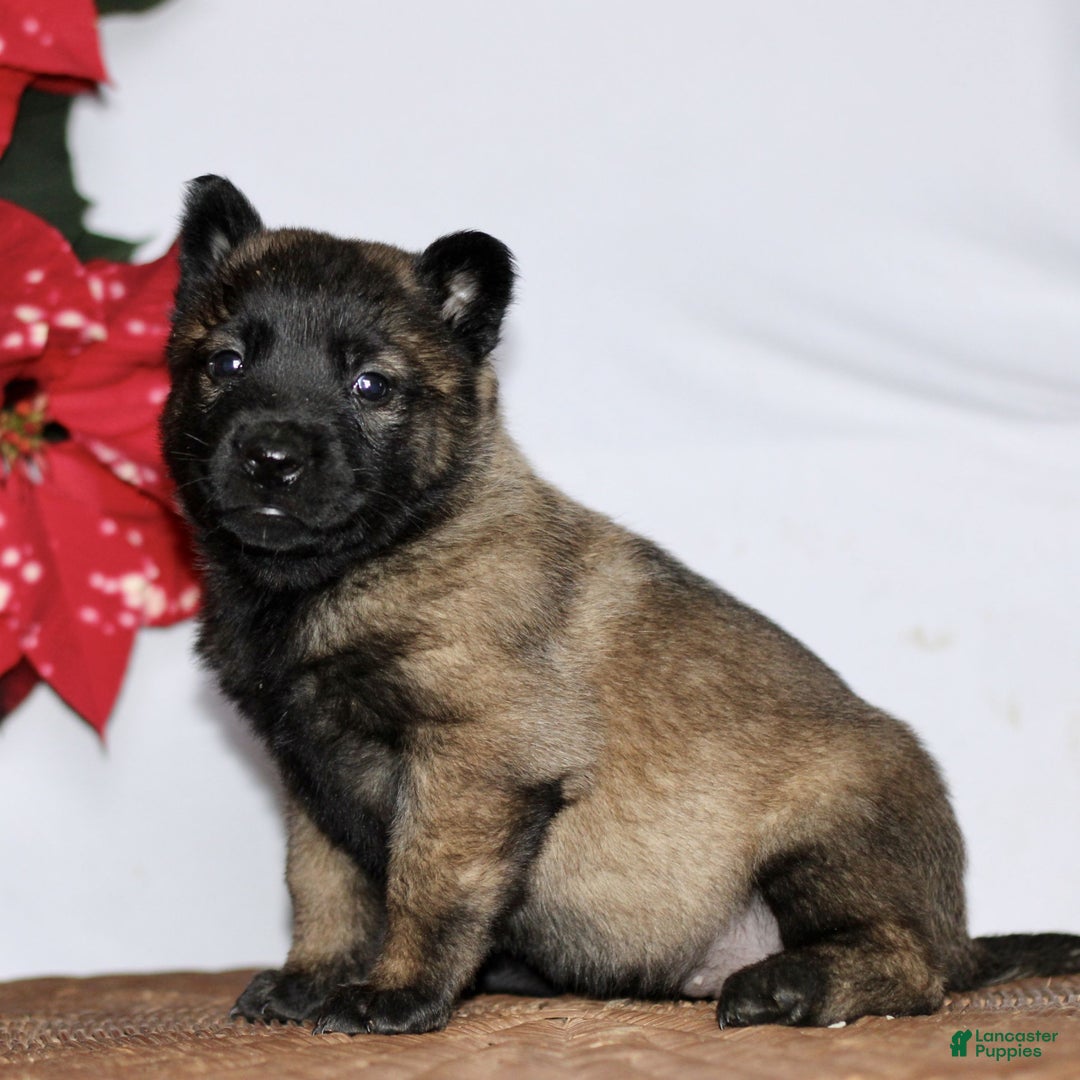 Belgian Malinois dogs for sale: Alexa  - Ad 2